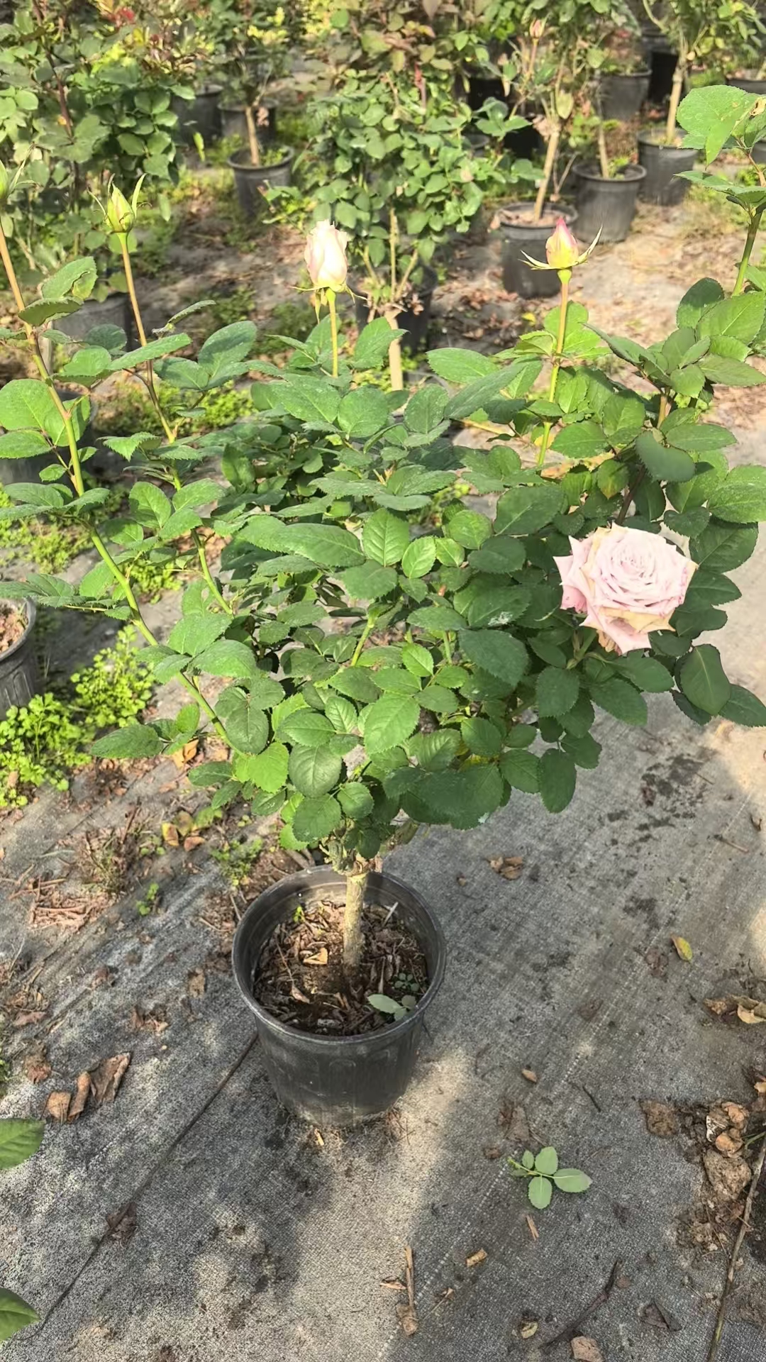 【花友坊】曼塔树桩月季绿植大花浓香庭院阳台盆栽四季花苗棒棒糖