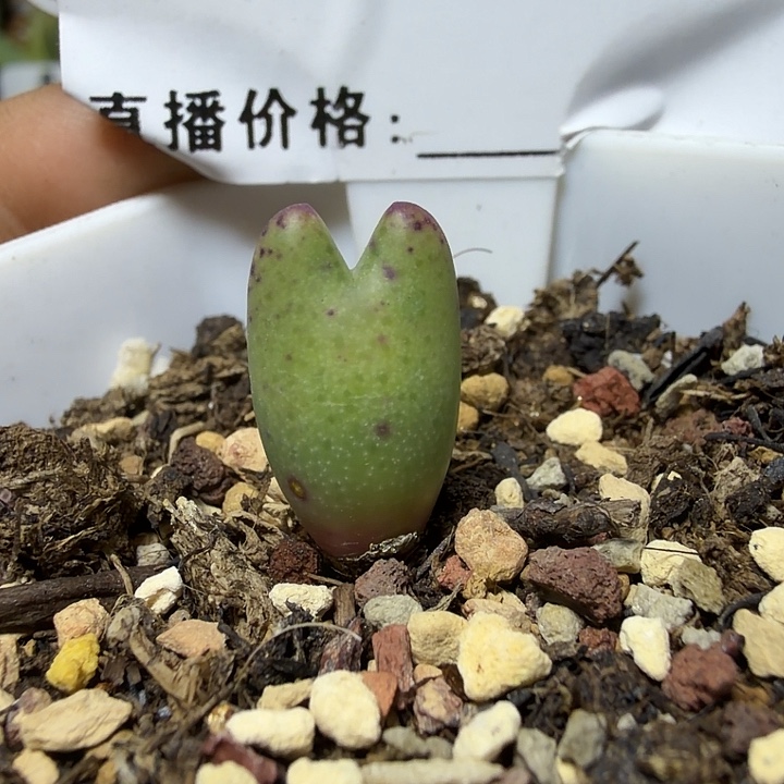 235。多肉植物的生长