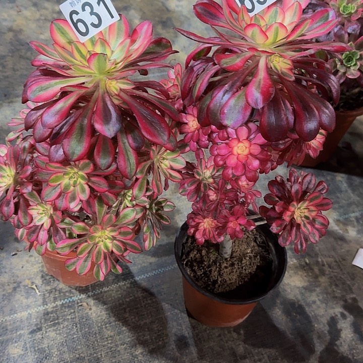 000000000000630631香奈