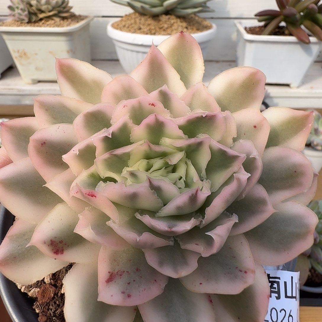 紫蝴蝶锦11102-84