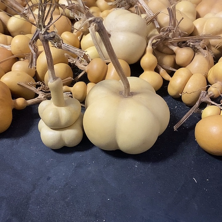 初*识葫芦的颜色很好看