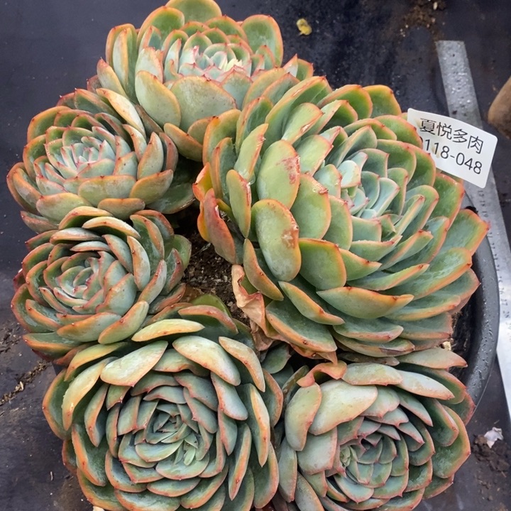 夏悦多肉0118-48晨露