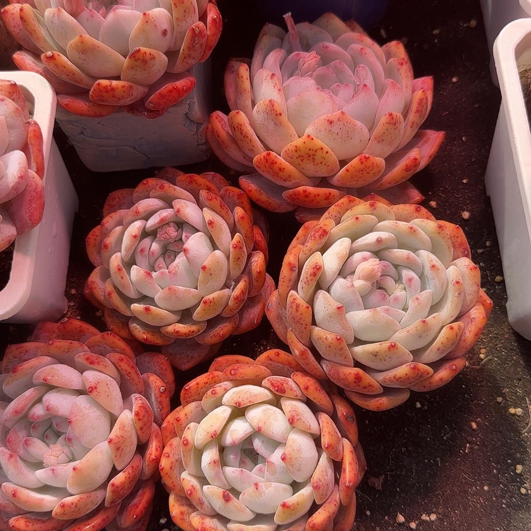 短肥圆五颗一物一拍