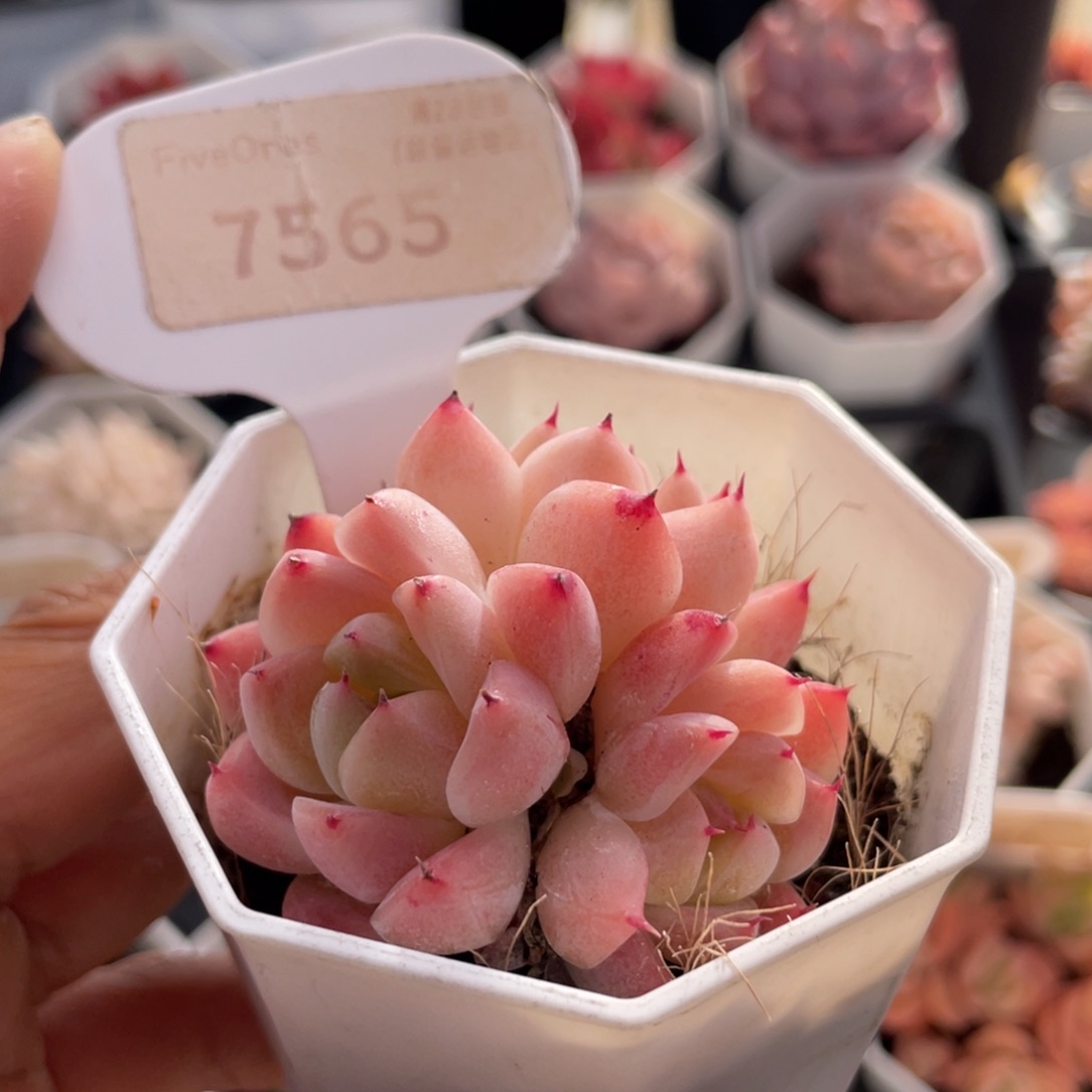 如梦令7565-5.0厘米