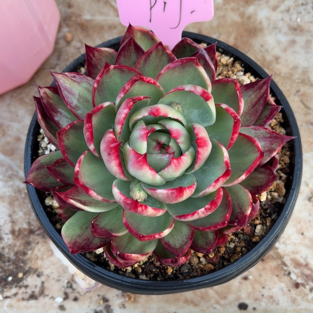 ୧****多肉惊鸿仙子小猪头的