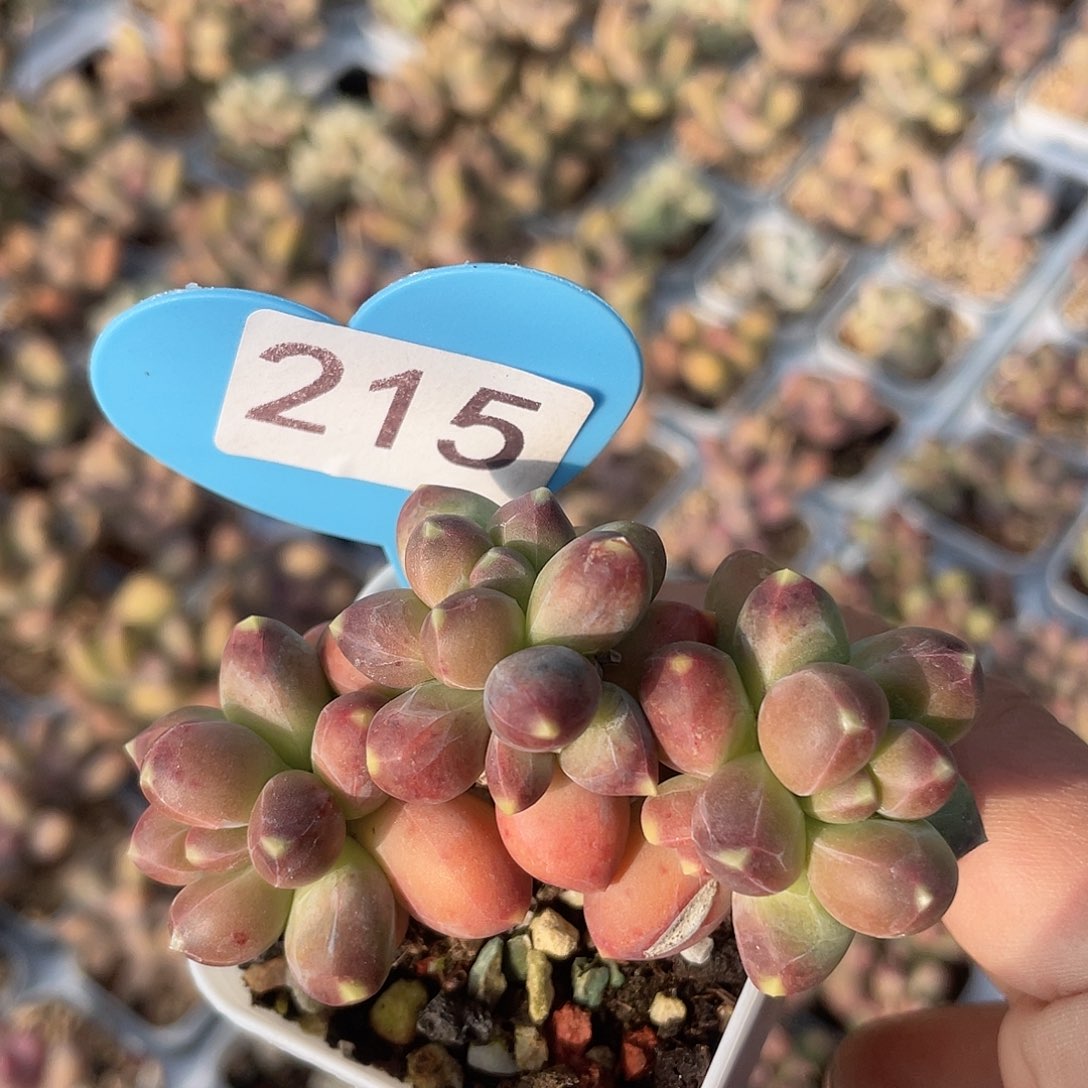 千代 脱土发货 5口盆