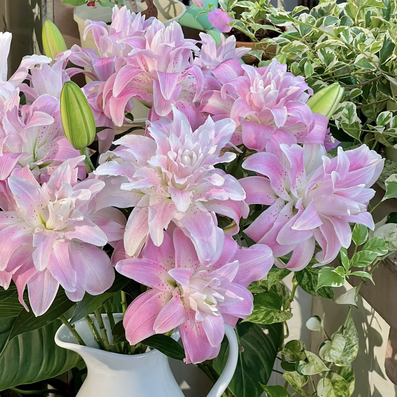 【杨鹏鲜花】莲花春天 重瓣香水百合 云南鲜花包邮