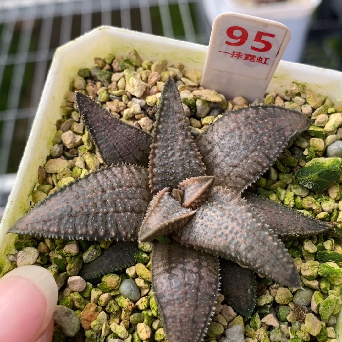 带***忆95银狼蛛一物一拍