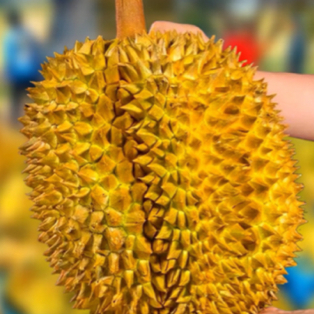 【A】新鲜金枕榴莲/3KG-8KG（一物一拍）核小/水果24小时管，生死包管！小夹生，个人口感不管金枕泰国