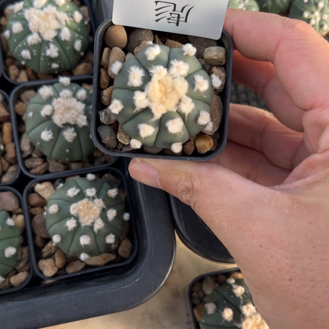 睡****T032号兜仙人球多肉