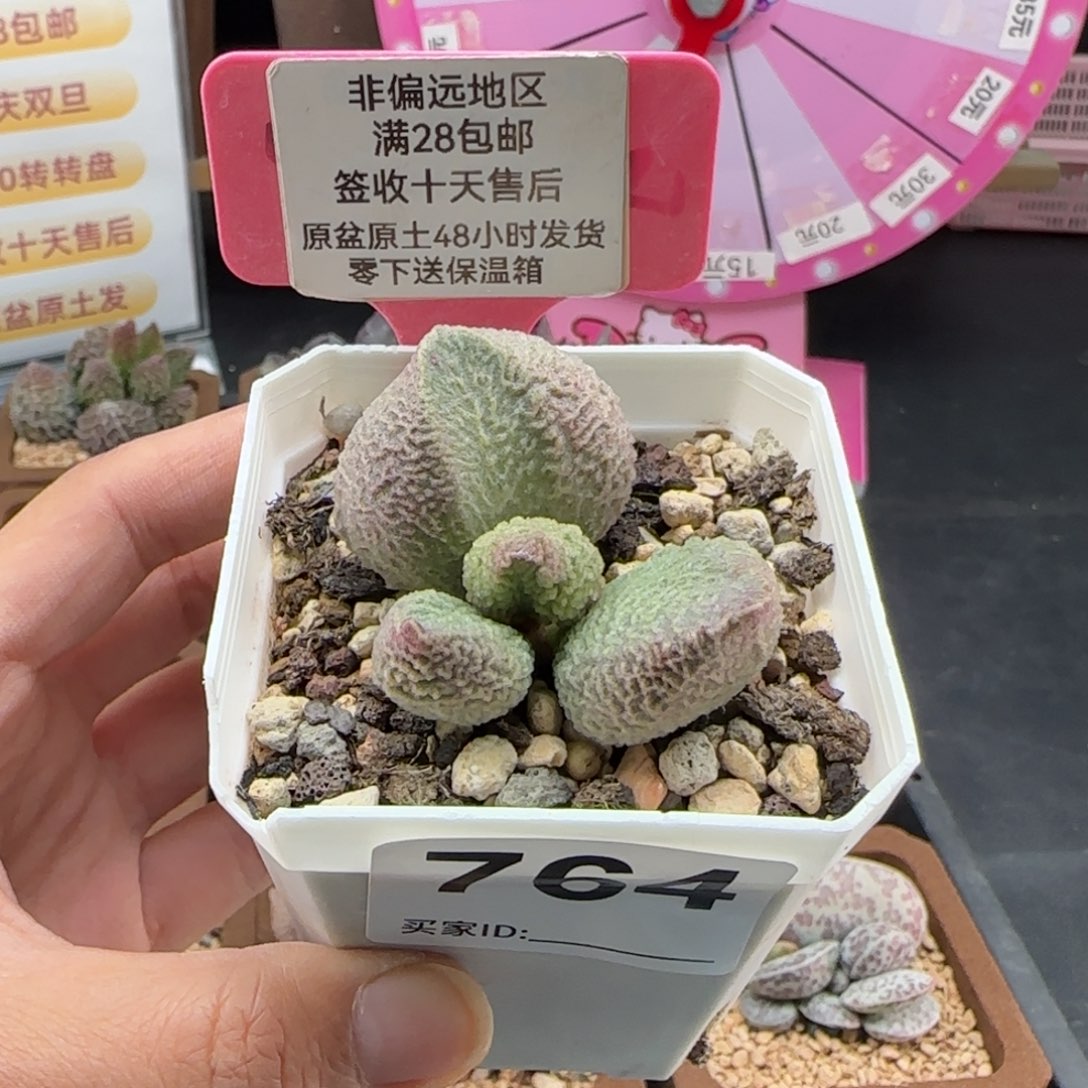 浪***。764巨猪宝多肉植物