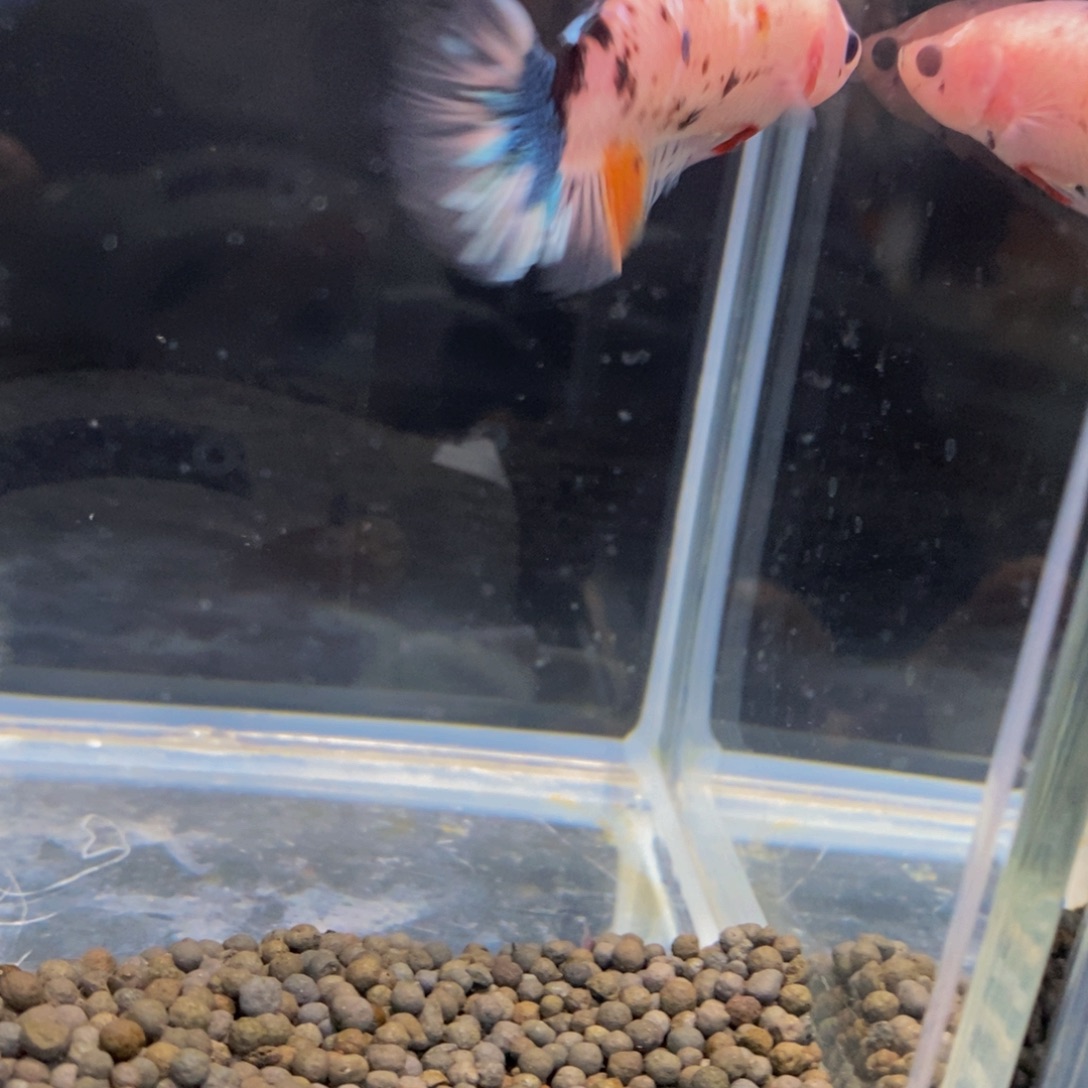 木***土斗鱼437巨斗11111