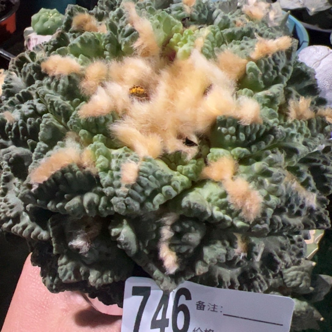 龟甲牡丹头仙人球12公分746