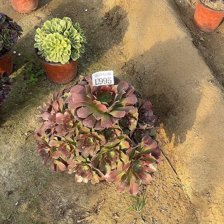 995粉女巫中班   多肉植物    