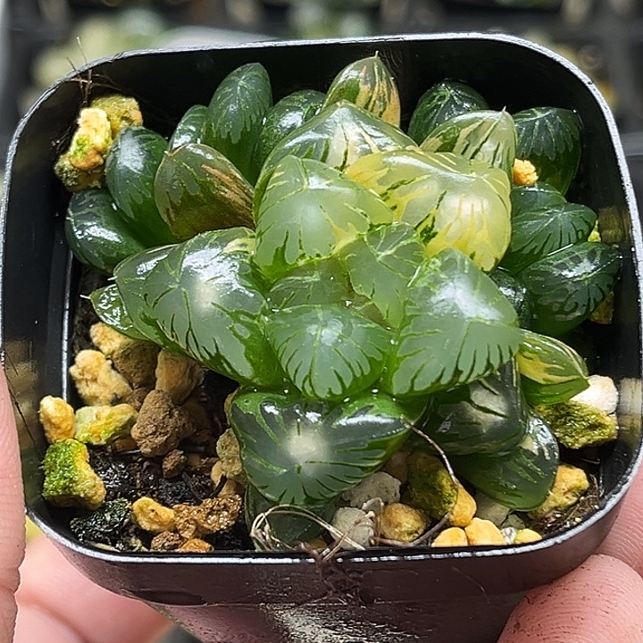 265三头大窗老川玉露锦