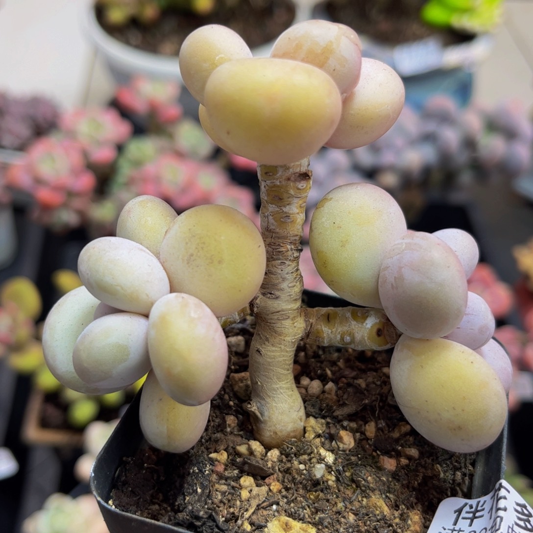 662/8cm蛋黄奶多肉植物