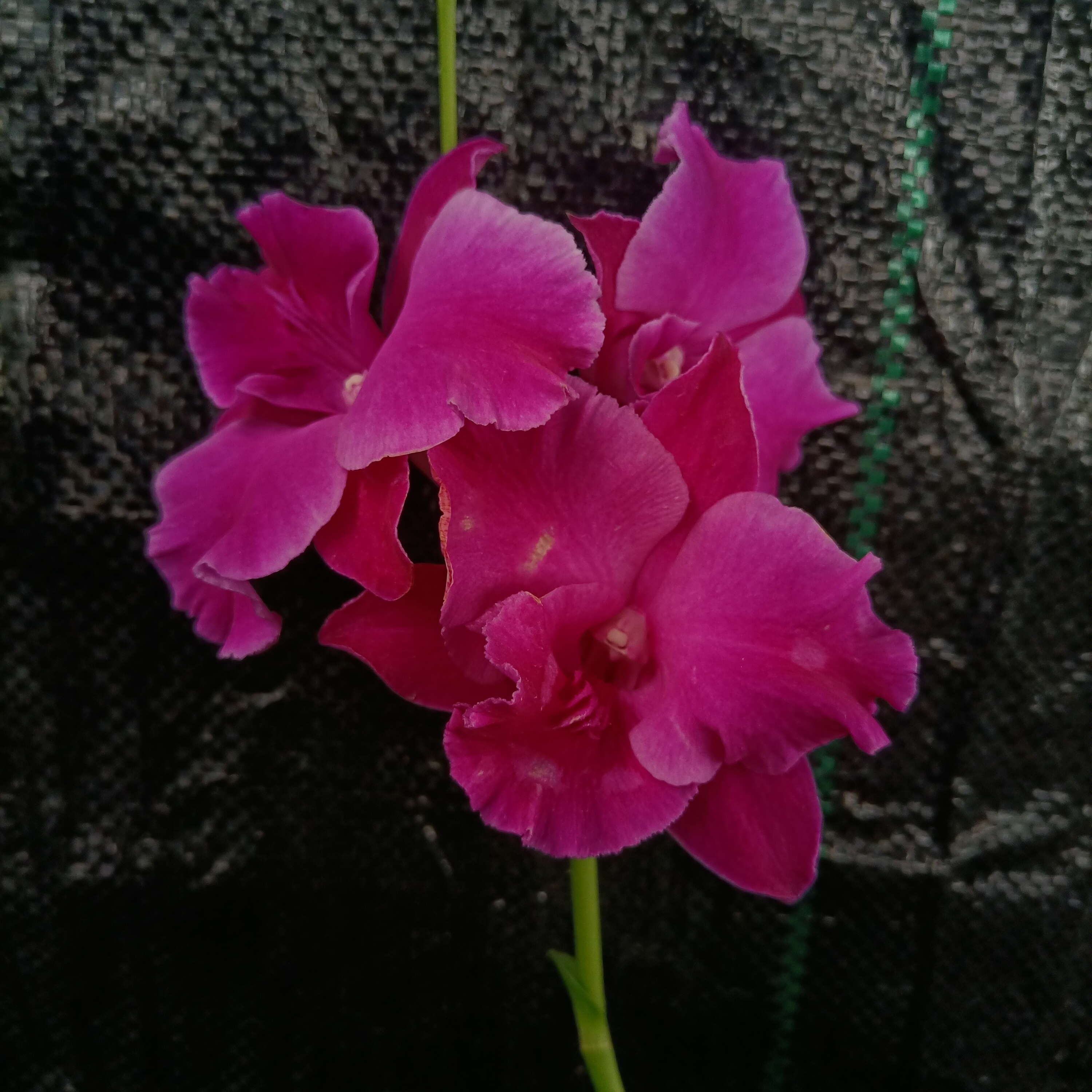 紫红梦幻秋石斛原盆原土发货