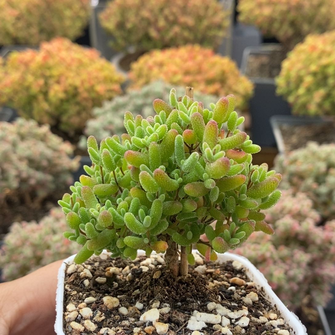 蜜橘糖球1361枝干番杏