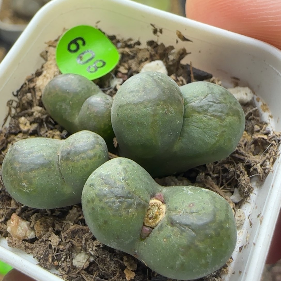 风铃杂交多肉植物809