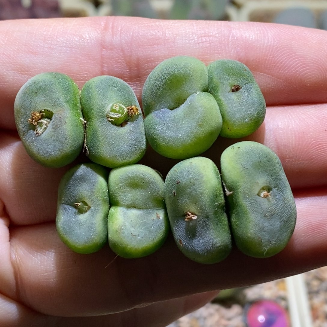 一手水晶鞋福利捡漏