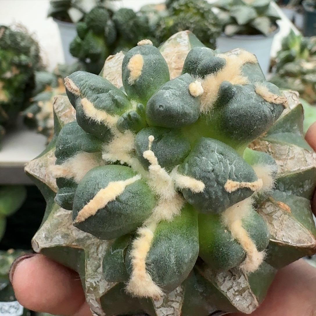 【闪购商品】无花朵呆*变尤蛋475