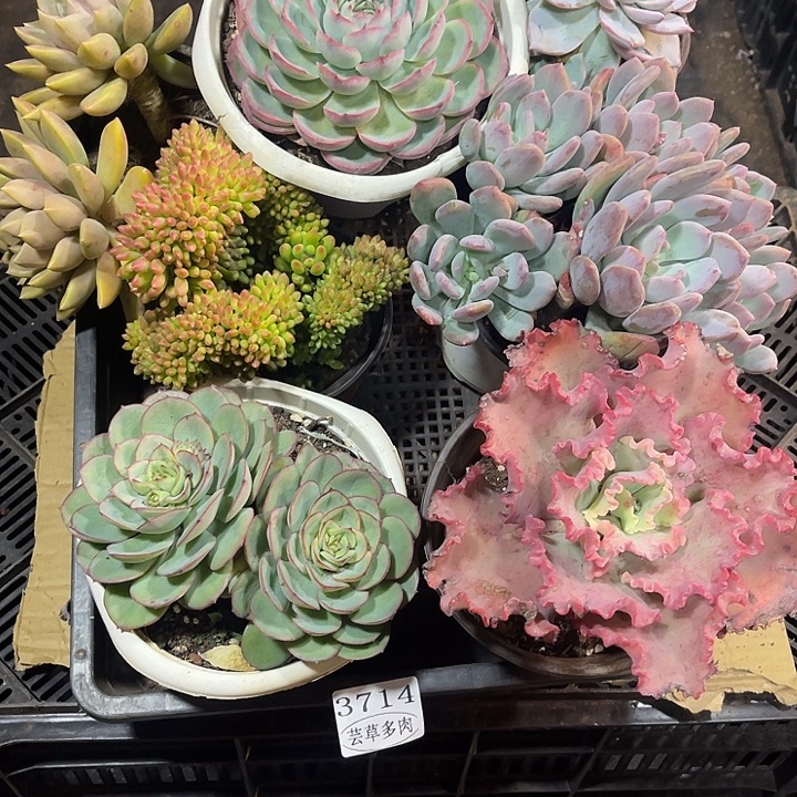 3714，整筐拍，微瑕，介意慎拍