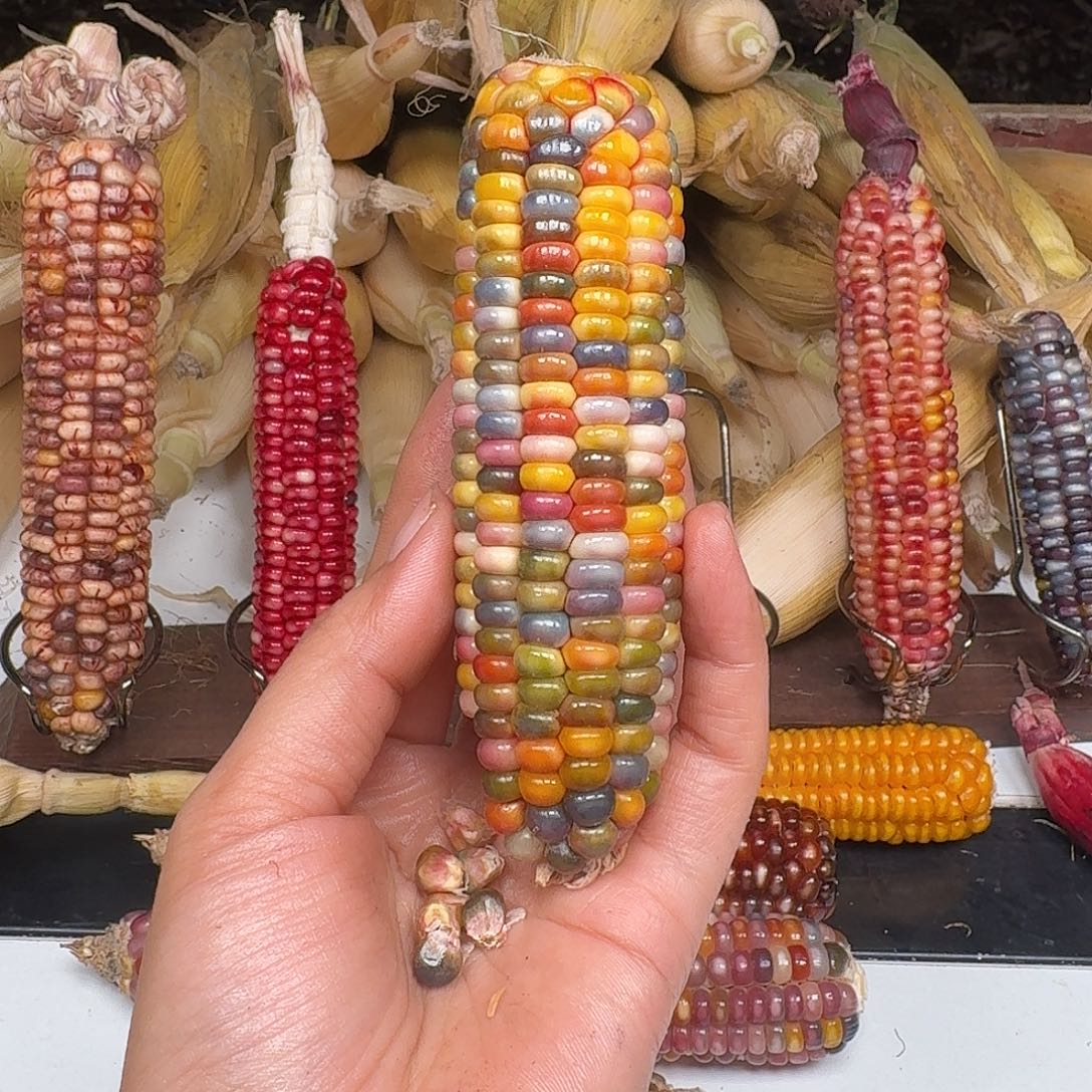 h***i柏香籽/百香籽吊坠