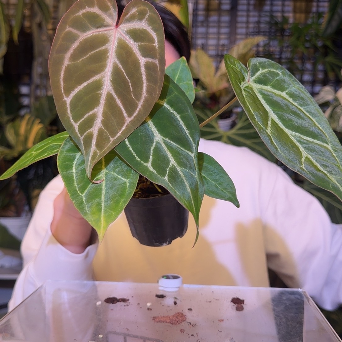 完全开放F834红铜杂小钻石