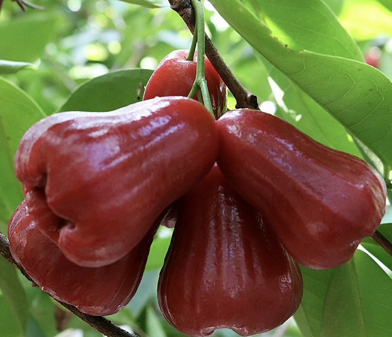 莲雾苗带花带原盆原土发货