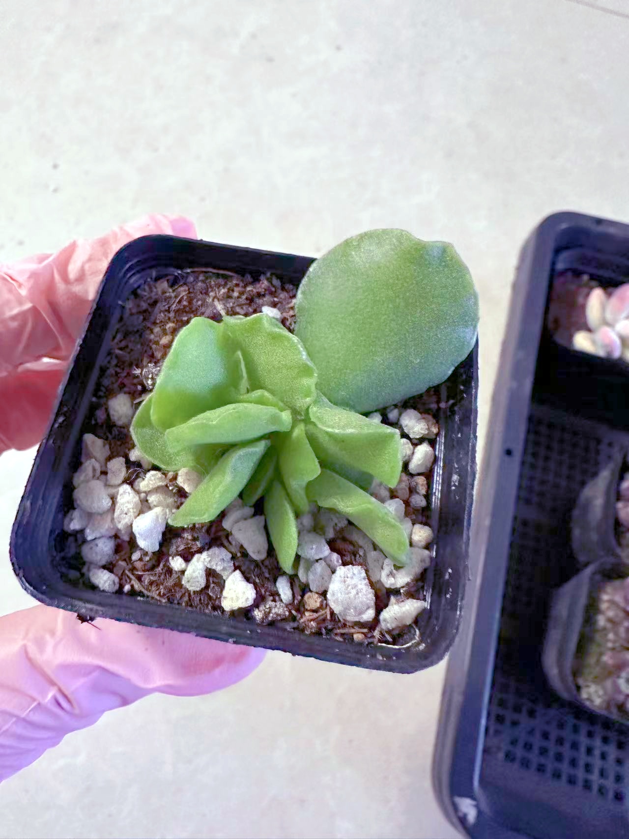 翡翠蛋糕水泡多肉植物 （满9.9元包邮发货）