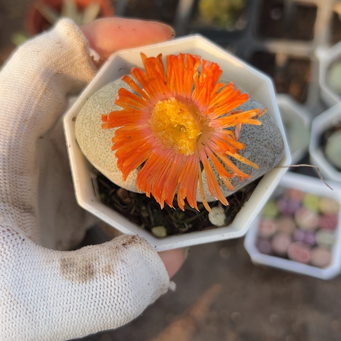 女呃呃呃呃呃呃呃呃呃，