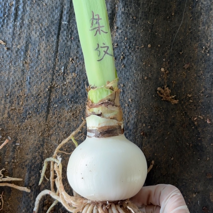 无花朵条纹戴斯包对版