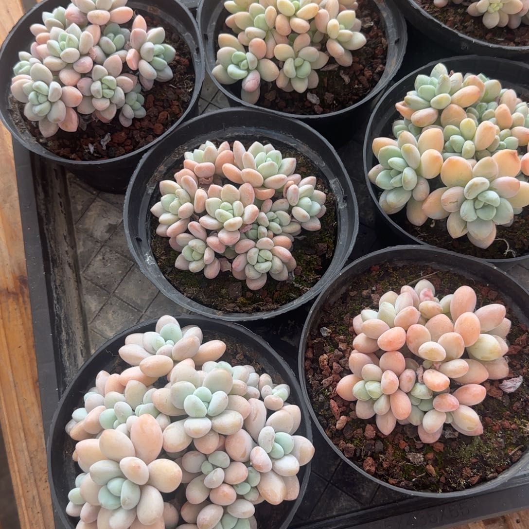 洛神多肉植物 一物一拍