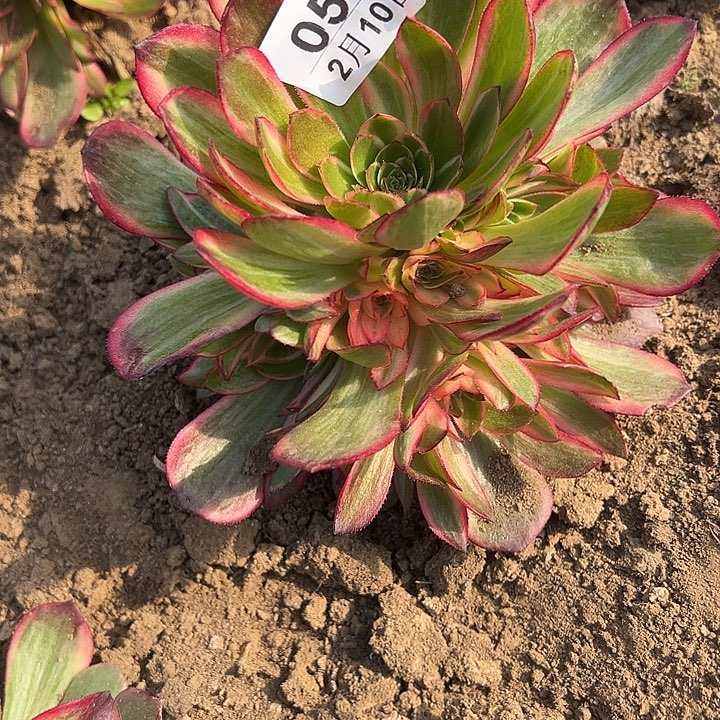 2.10-58黑膜锦多肉2