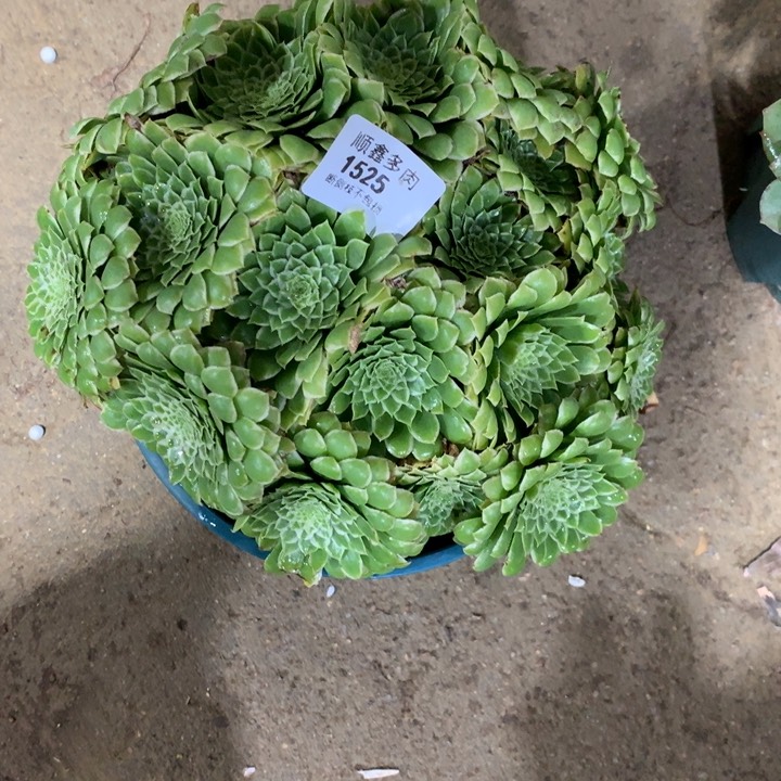 1525翡翠冰多肉植物