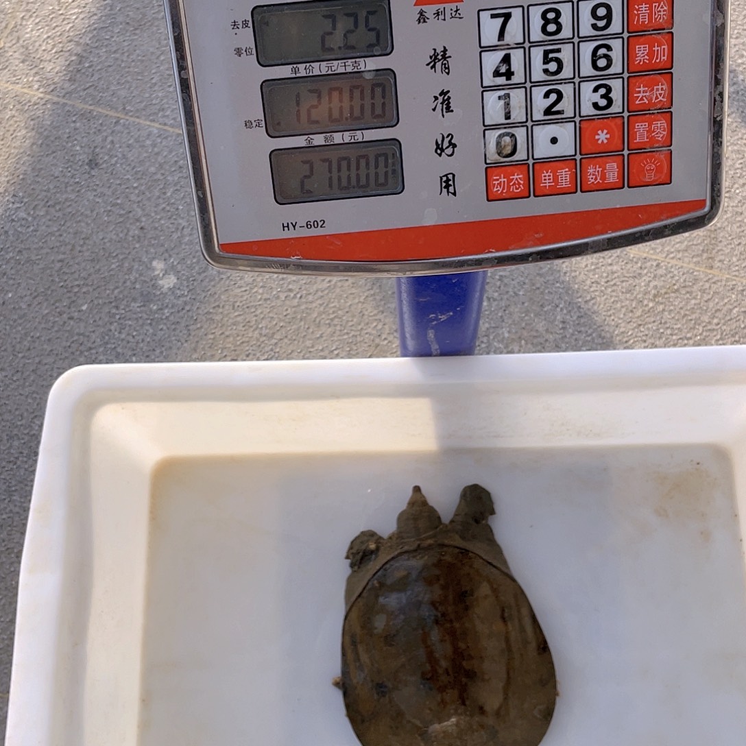 中国大陆12345678