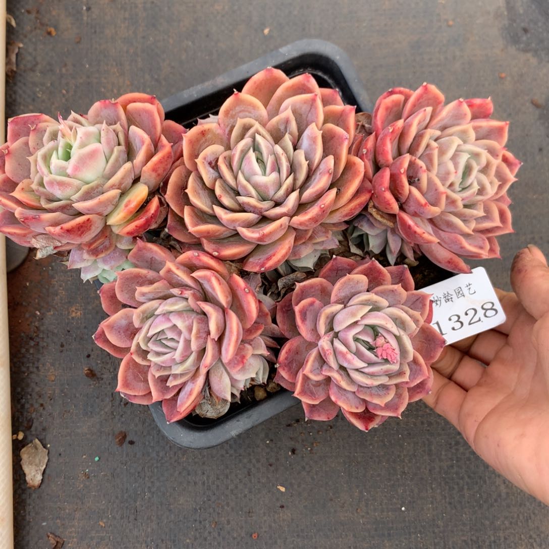 1328杂交精品基地18厘米