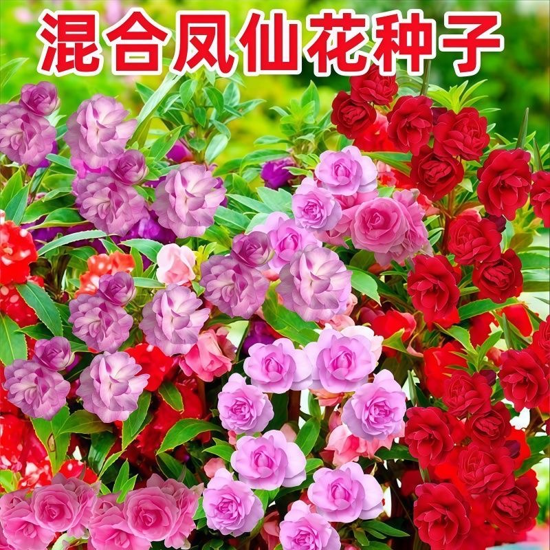 凤仙花种子指甲花种籽鲜花种子室内阳台盆栽易种植物凤仙花苗四季