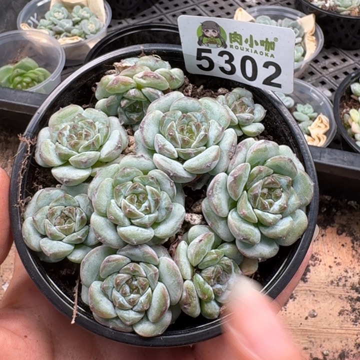 完全开放多肉植物多肉植物