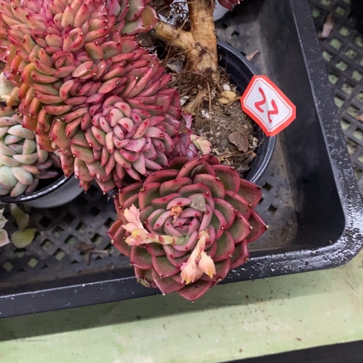 小***菊一物一拍绿意缀化22