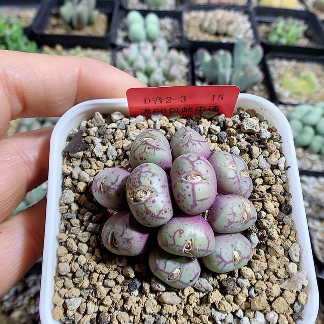 【闪购商品】2-3-15 猴脸一群 100