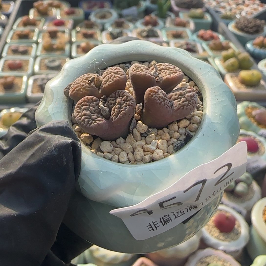 4572--一物一拍 带盆