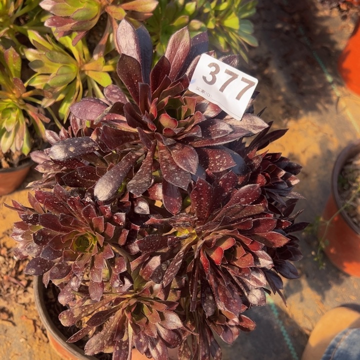 黑法师多肉植物377