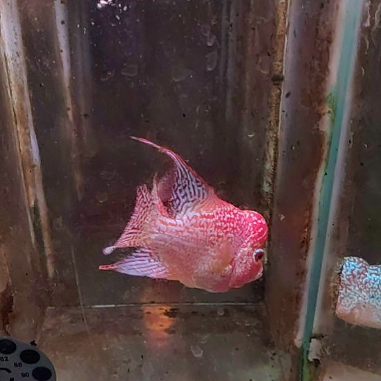海水鱼22222222222