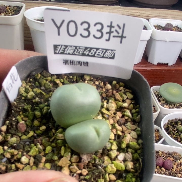 一物一拍033号白花大G2头