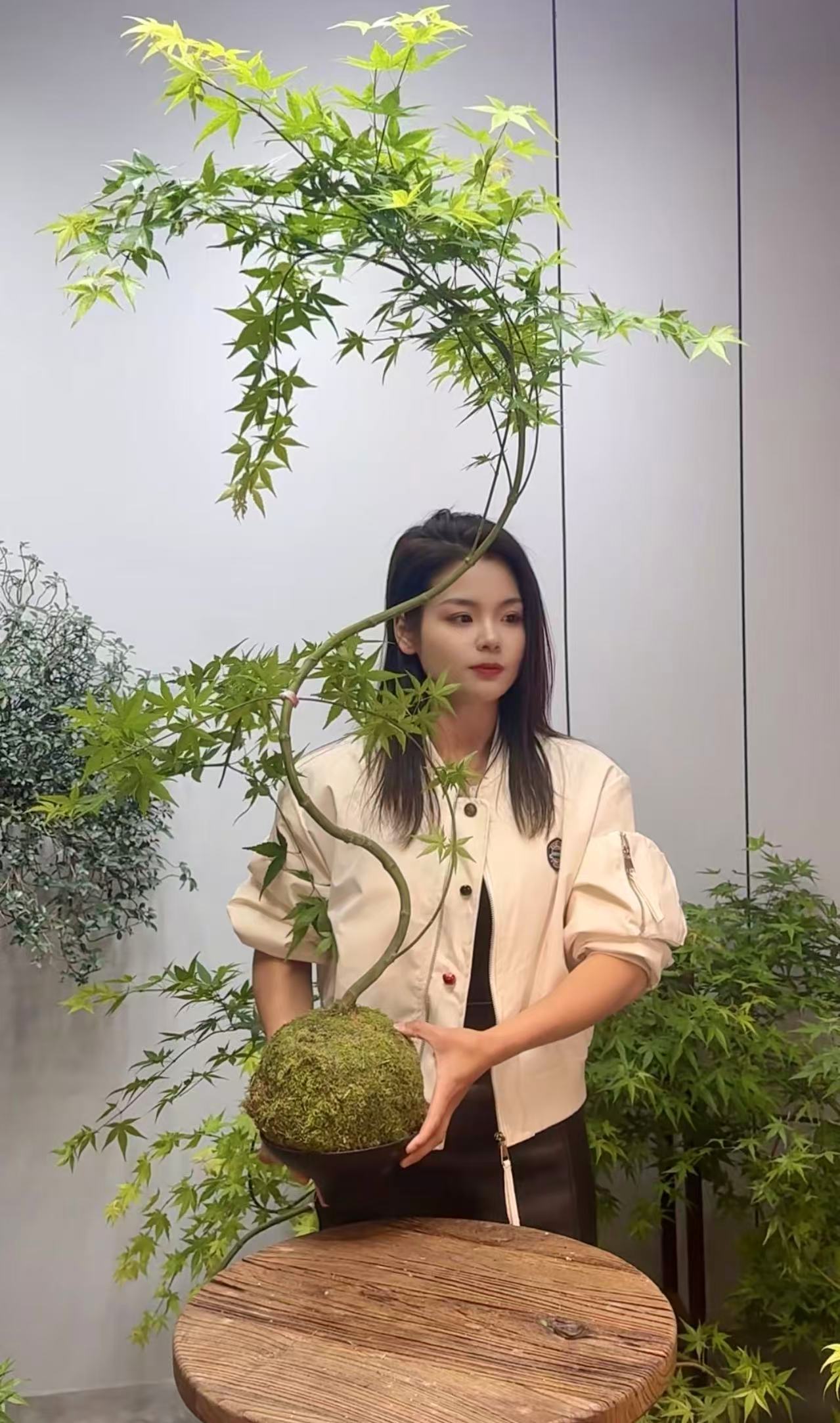 （一物一拍）苔球龙鳞小天使流泉枫海岛春花栀子花石枫茶室绿植盆栽