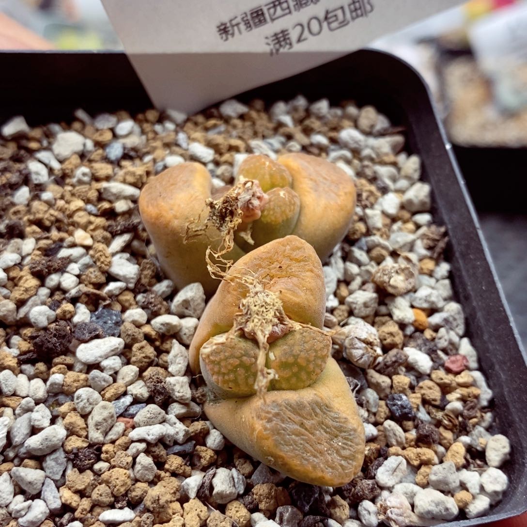 我的小姐姐们都是456