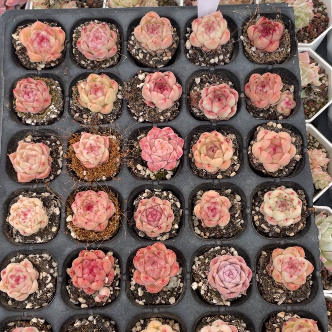 不包整散 盆子不售后2357