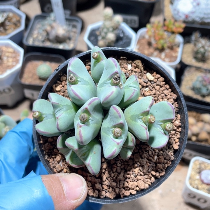 167少将多头植物