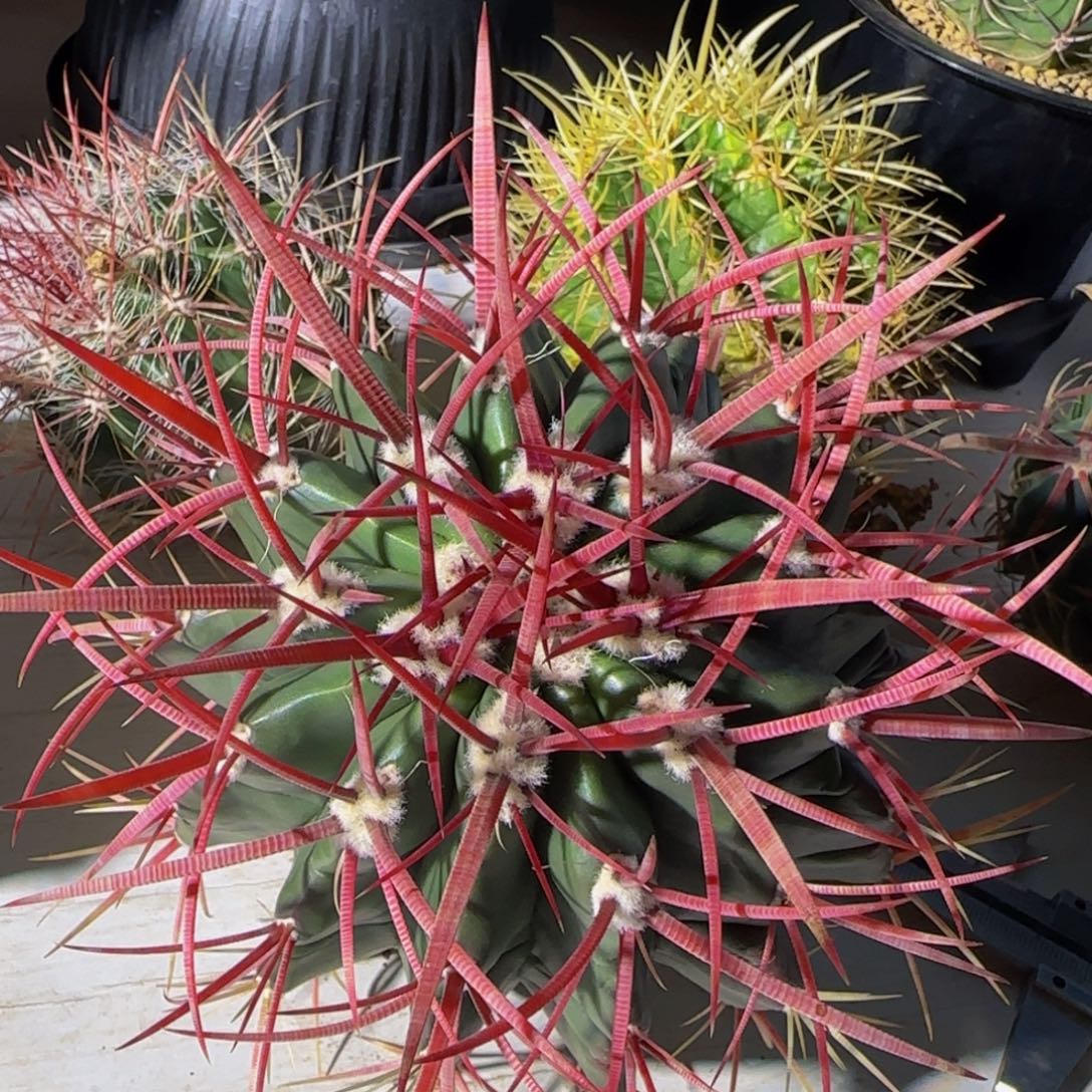 墨西哥狂刺红琥大福利